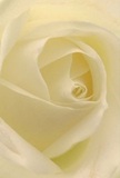 This evocative image draws you into the very heart of a cream-white rose, its petals gently spiralling as if opening up to the soft light that fills Cranham's familiar streetscapes. The unfolding layers invite your imagination to caress their silk-like texture, light as morning dew on a nearby greensward. Shadows curl delicately between folds of ivory, lending depth and a quiet drama that speaks to moments of reflection in the Cranham community. There is a peaceful luminescence, a quiet radiance that recalls the start of a new day or the warmth of a comforting embrace. As a dedicated florist, I see this bloom as the purest embodiment of reverence and care-ideal for expressing sympathy, admiration, or commemorating significant milestones for neighbours and friends. One can nearly sense its gentle, sweet fragrance, subtle yet unmistakable, drifting through a Cranham home. The close perspective not only captures visual details but also the heartfelt artistry involved in selecting such a meaningful rose, ensuring each arrangement resonates with the community's own blend of dignity and kindness.